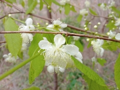 Campomanesia aromatica