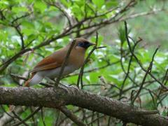 Pterorhinus berthemyi