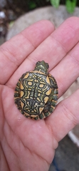 Trachemys callirostris callirostris