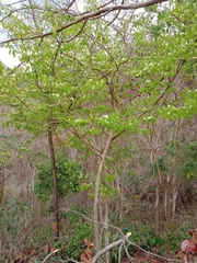 Campomanesia aromatica