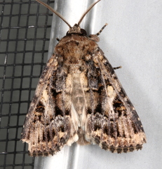 Spodoptera umbraculata