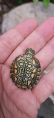 Trachemys callirostris callirostris