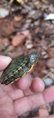 Trachemys callirostris callirostris
