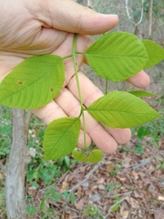 Campomanesia aromatica