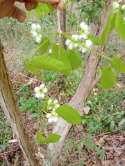 Campomanesia aromatica