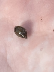 Lymnaeoidea
