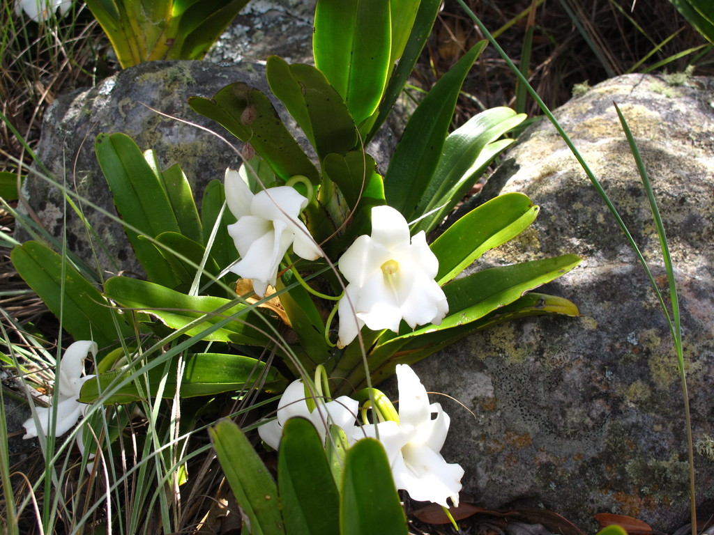 Angraecum magdalenae Schltr. & H.Perrier 2