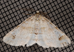 Syneora hemeropa