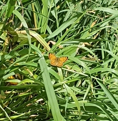 Lycaena salustius