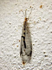 Megistopus flavicornis