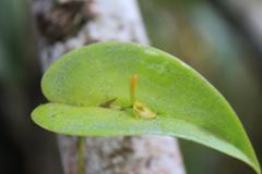 Pleurothallis antonensis