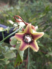 Araujia megapotamica