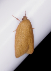 Enoplidia simplex