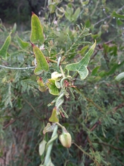 Araujia megapotamica