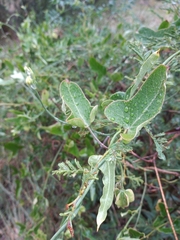 Araujia megapotamica