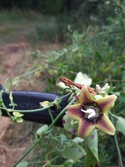 Araujia megapotamica