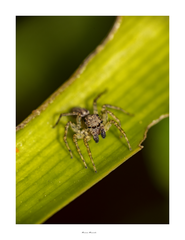 Saitis variegatus