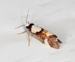 Philenora elegans