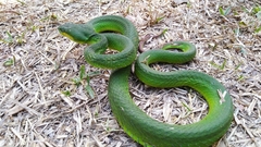 Trimeresurus insularis