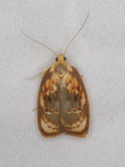 Eochrois sarcoxantha