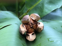 Swietenia mahagoni