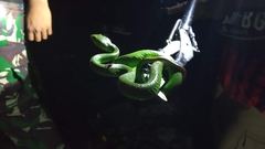 Trimeresurus insularis