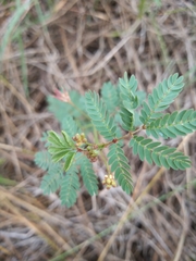 Desmanthus acuminatus