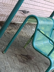 Streptopelia chinensis