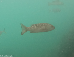Mullet Snapper photo 2