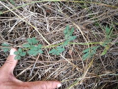 Desmanthus acuminatus
