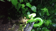 Trimeresurus insularis