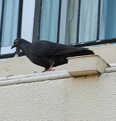 Columba livia domestica