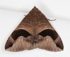 Bastilla solomonensis