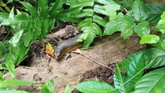 Eutropis multifasciata