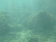 Fistularia commersonii