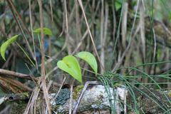 Pleurothallis antonensis