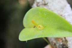 Pleurothallis antonensis