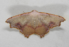 Epicompsa xanthocrossa