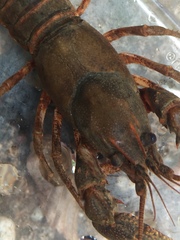 Cambarus halli