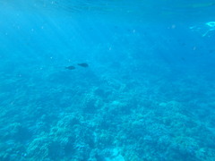 Acanthurus olivaceus