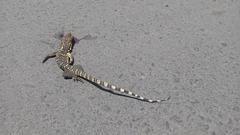 Varanus salvator bivittatus