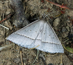 Epidesmia perfabricata