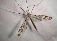 Tipula trivittata