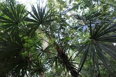 Cryosophila stauracantha