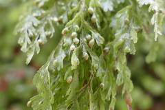 Hymenophyllum bivalve image