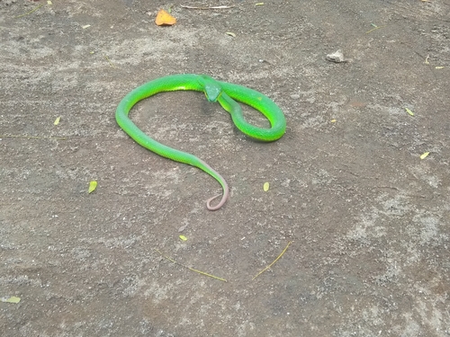 White-lipped Island Pitviper — seen at this dive site