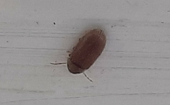 Stegobium