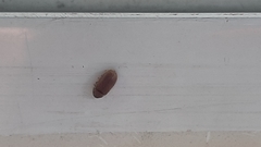 Stegobium
