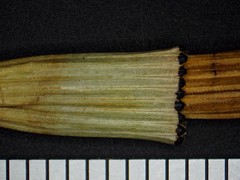 Equisetum × nelsonii