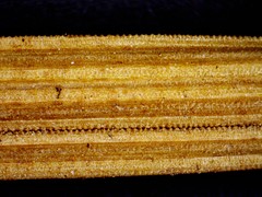 Equisetum × nelsonii